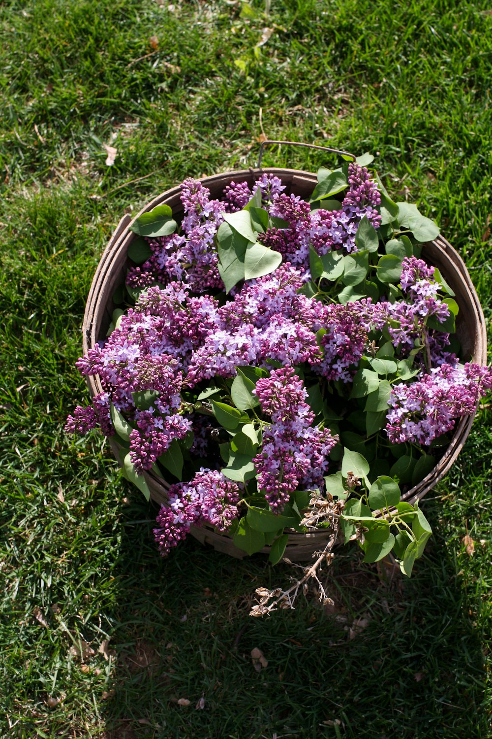 purple flowers in brown woven basket on green grass