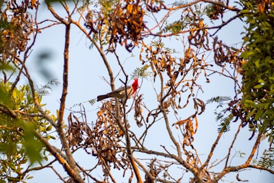 red and black bird on brown tree branch during daytime paraguay google meet background