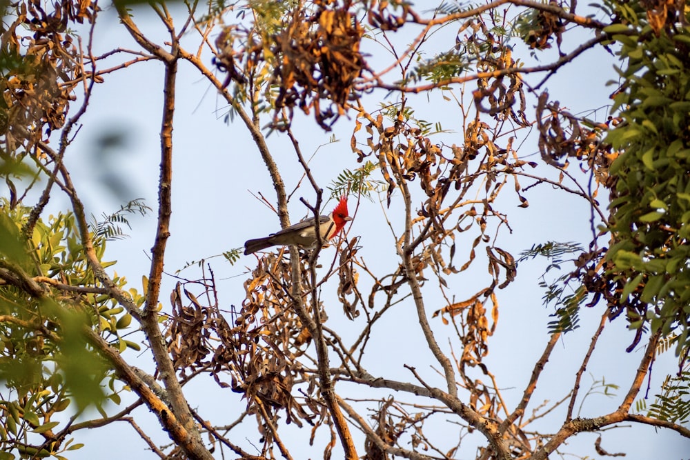 pájaro rojo y negro en la rama marrón del árbol durante el día