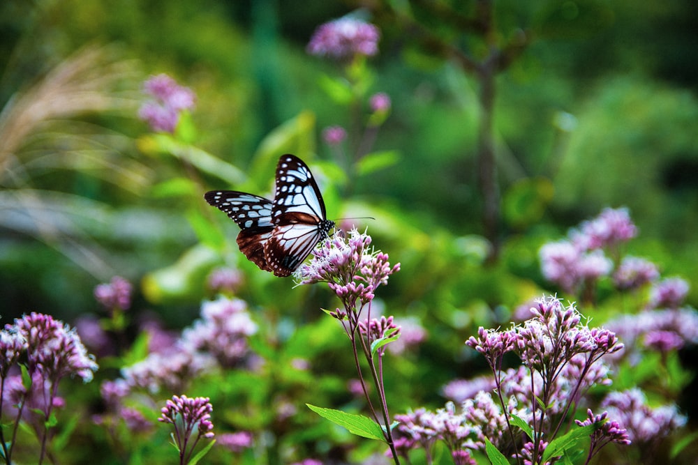 낮 동안 클로즈업 촬영에서 보라색 꽃에 앉은 흑백 나비