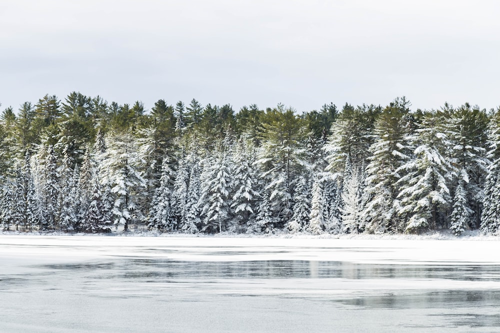 green trees covered with snow during daytime