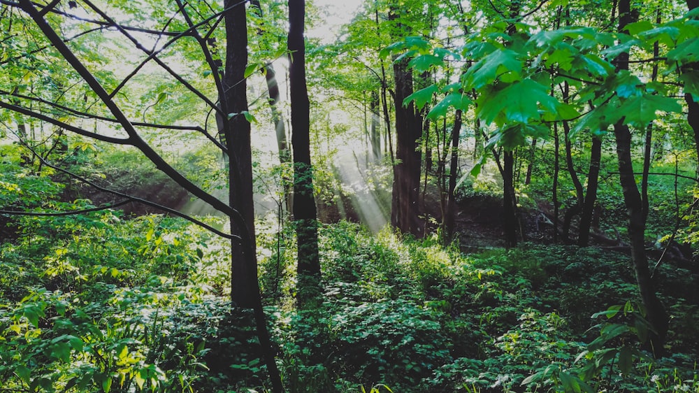 green trees and green grass during daytime