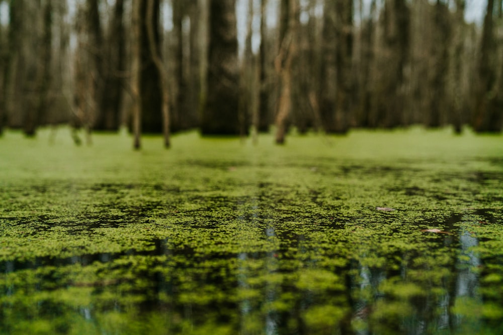 musgo verde no tronco marrom da árvore durante o dia