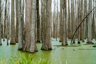 brown trees on green grass field