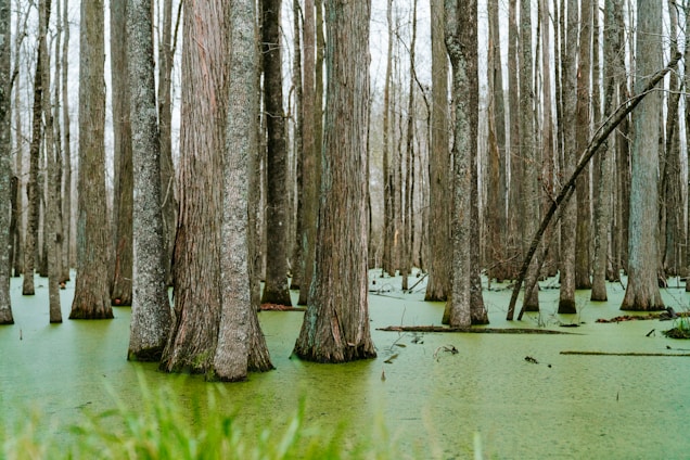 brown trees on green grass field
