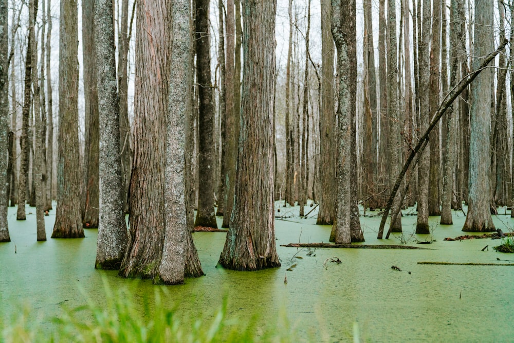 brown trees on green grass field