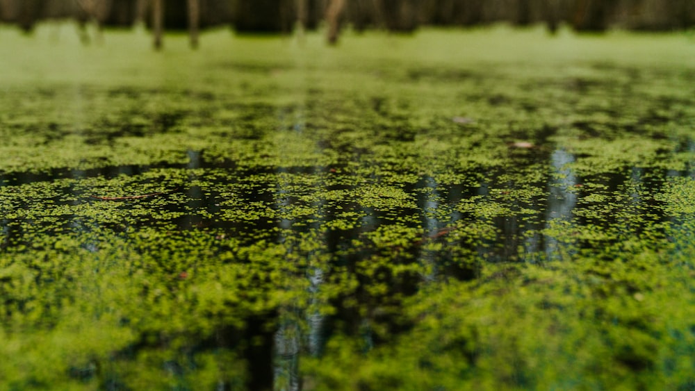 nenúfares verdes na água