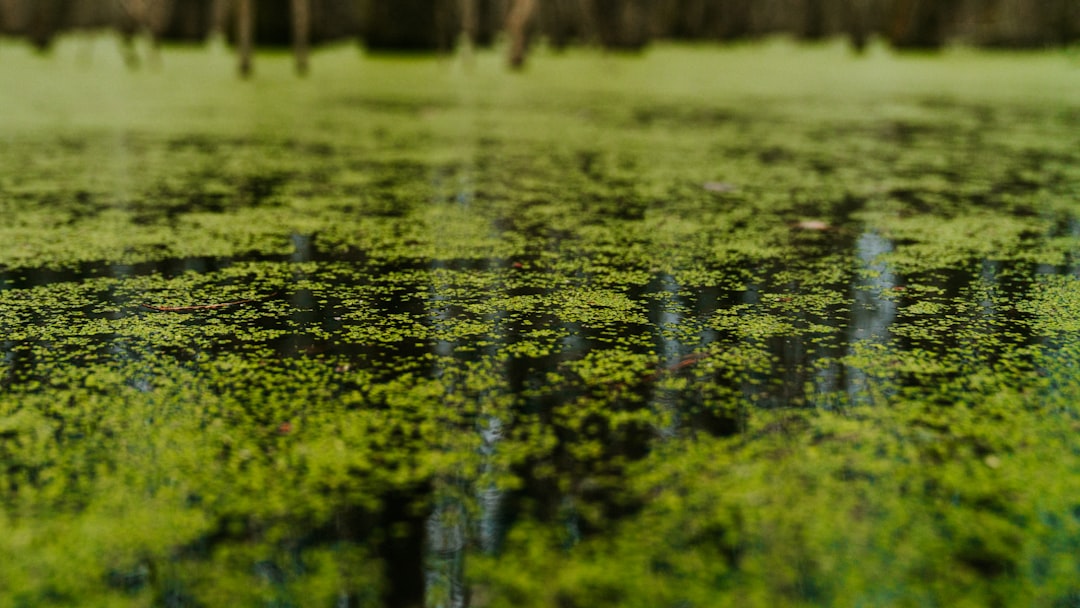 green water lilies on water