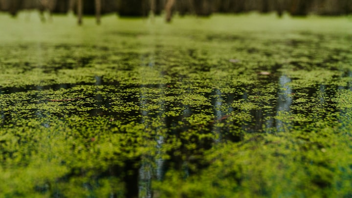 The Pond