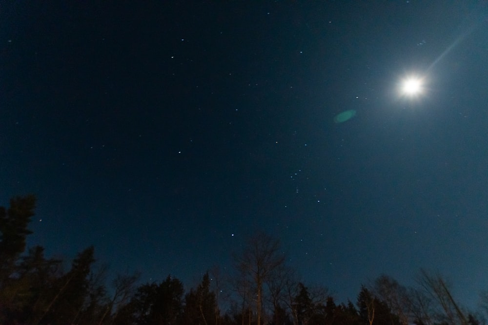 green trees under blue sky during night time