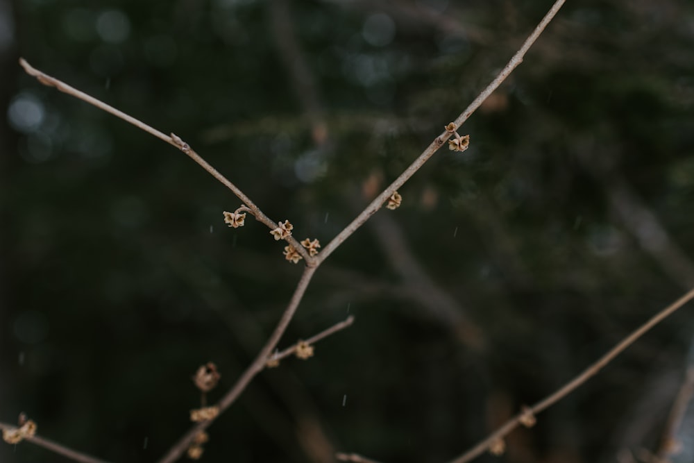 water droplets on brown stem in tilt shift lens