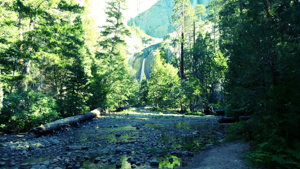 green trees near mountain during daytime