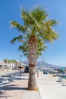 A tall palm tree with lush green fronds stands prominently along a seaside promenade. Yachts are docked in the marina with a scenic view of distant mountains under a clear blue sky. The promenade is lined with lampposts and small shops, creating a leisurely coastal atmosphere.
