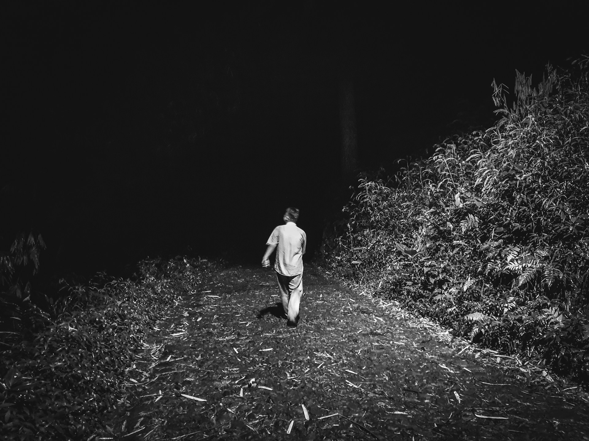 A captivating view of a secluded jungle path, representing the solitude and introspection that fueled Igor's creative journey.