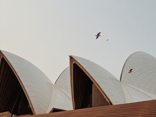 low angle photography of three birds flying over the building during daytime in Sydney Opera House Australia