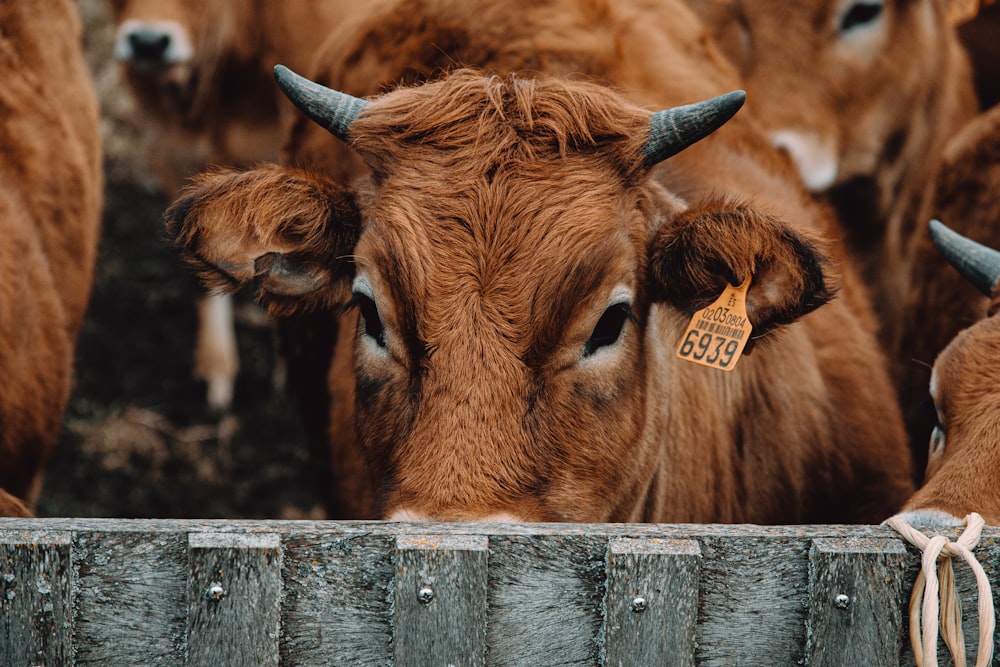 brown cow on brown soil