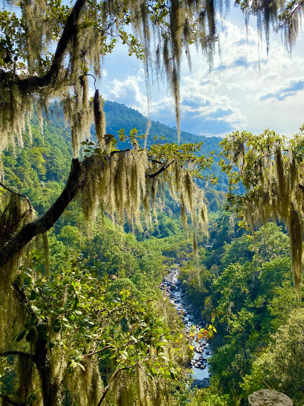 green trees under blue sky during daytime