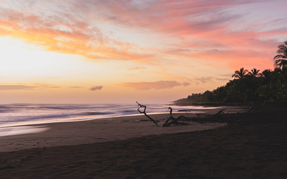 silhouette of person holding surfboard on beach during sunset