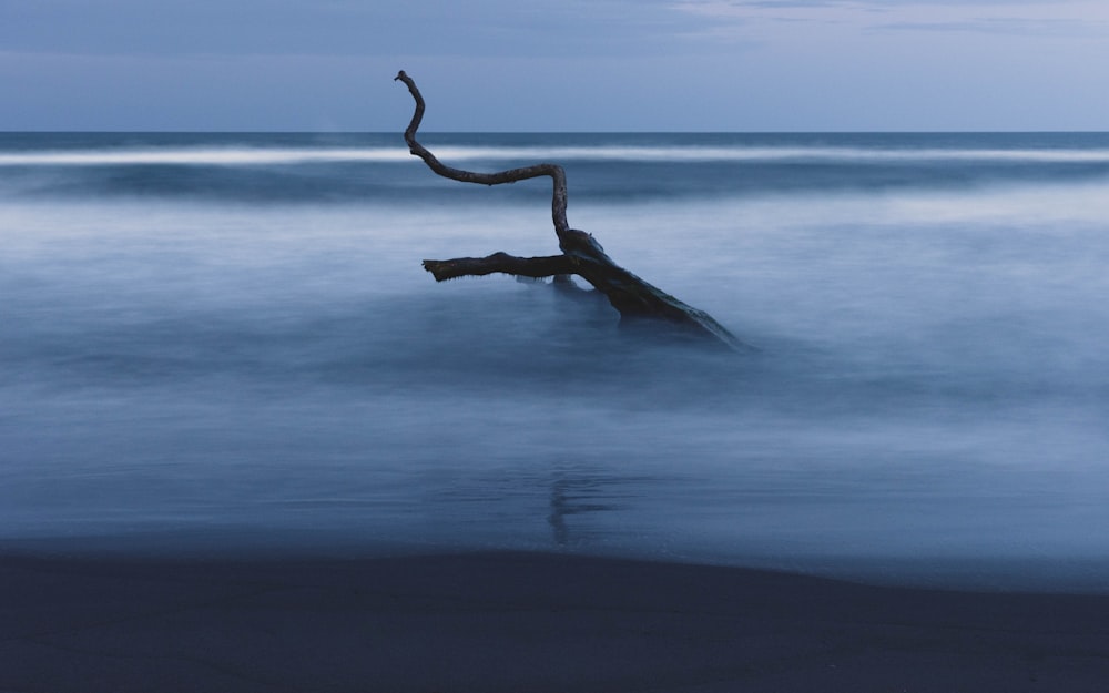 a tree branch sticking out of the water