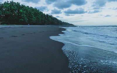 green trees on beach shore under blue sky during daytime