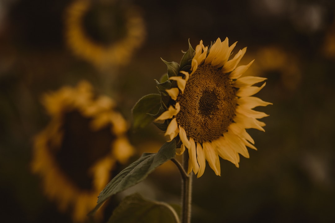 yellow sunflower in close up photography