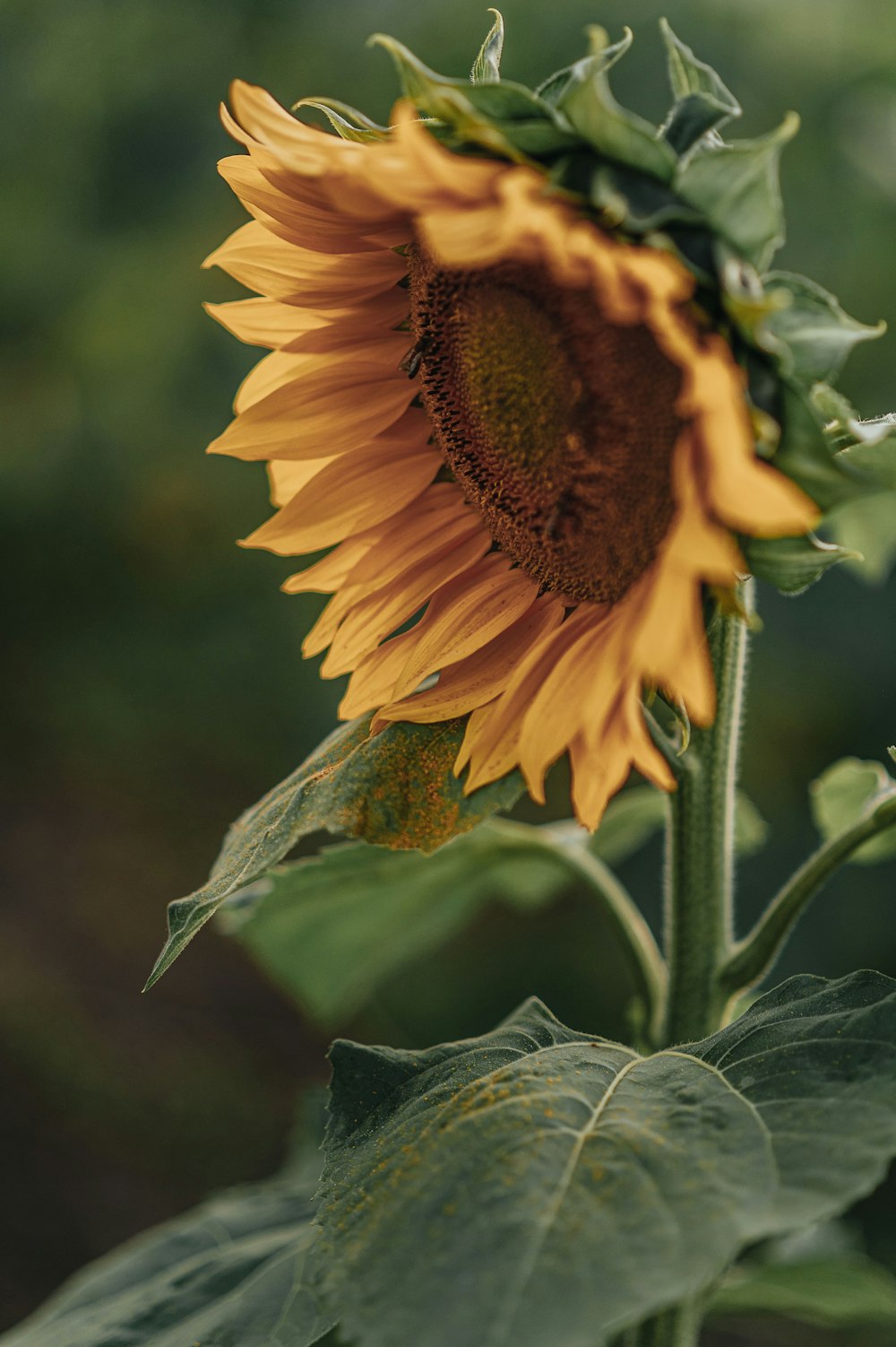 Girasol amarillo en fotografía de primer plano