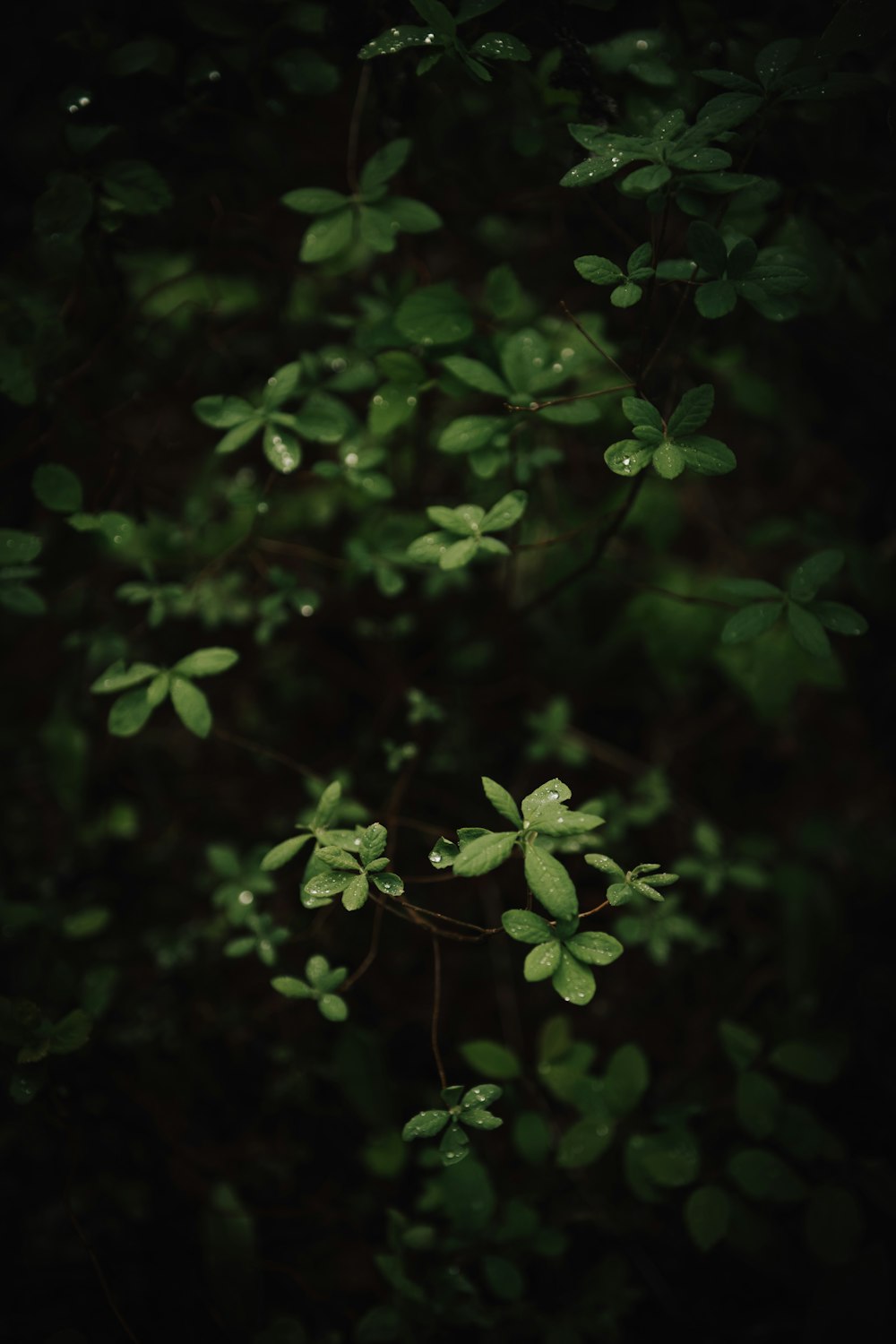 green leaves in close up photography