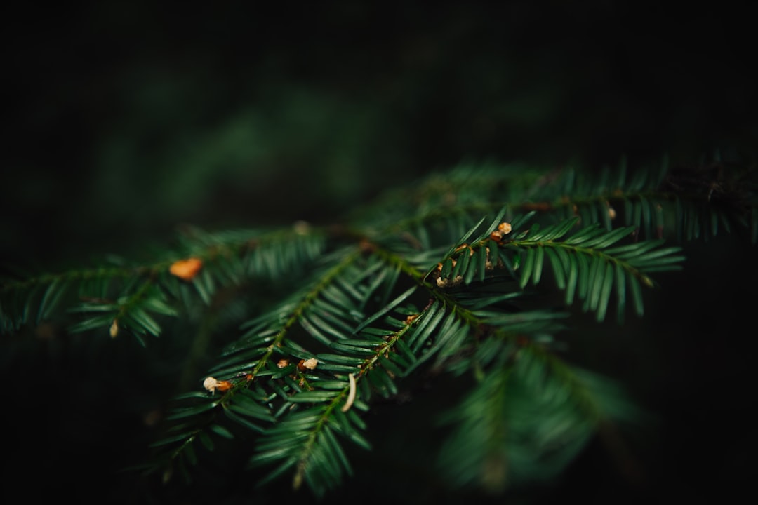 green leaves in close up photography