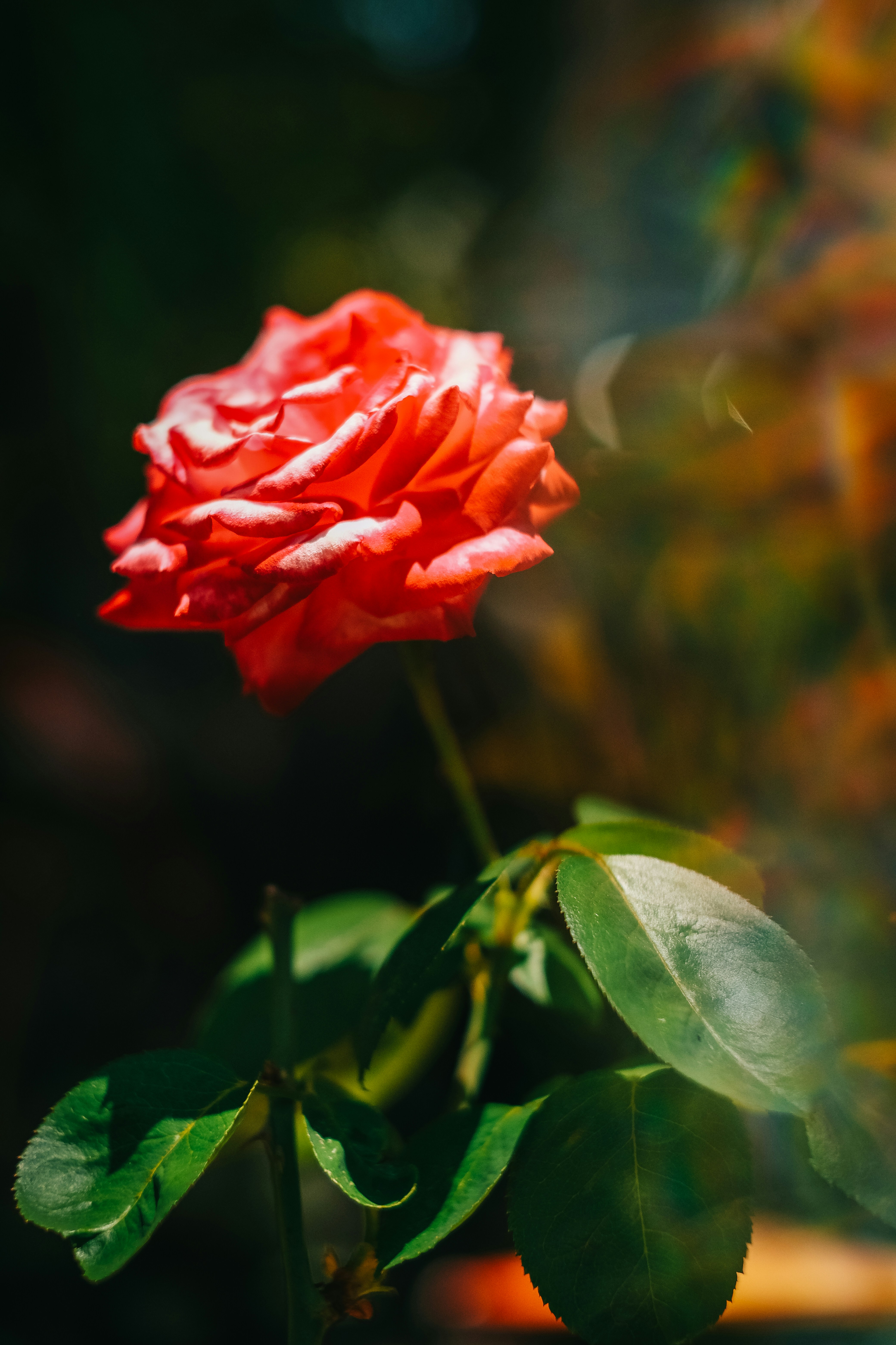 Photo by sherardcampy