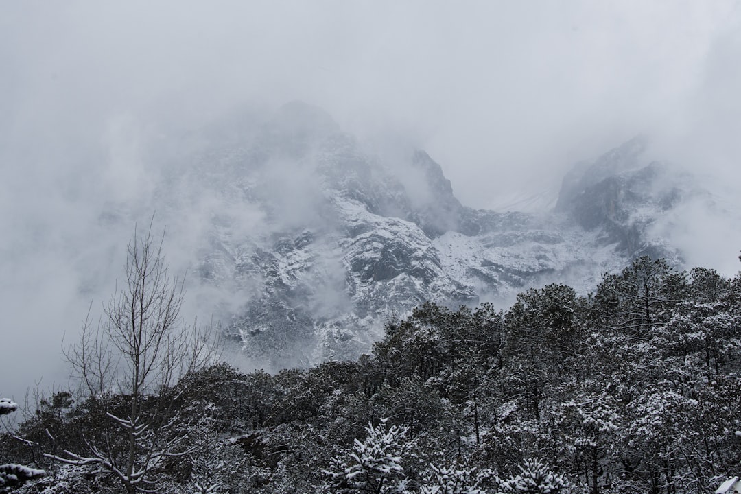 green trees on mountain covered with fog