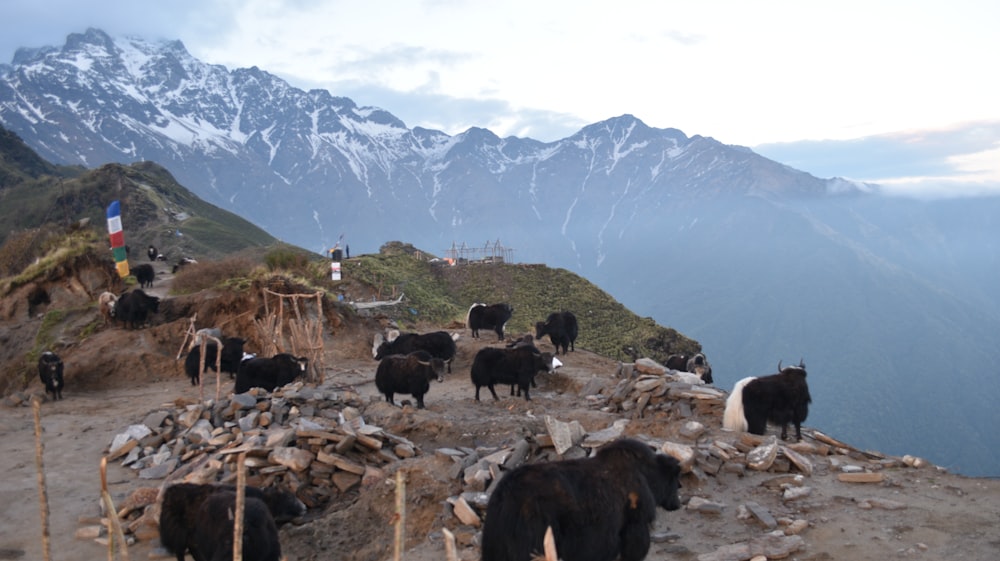 herd of black and brown cows on green grass field during daytime