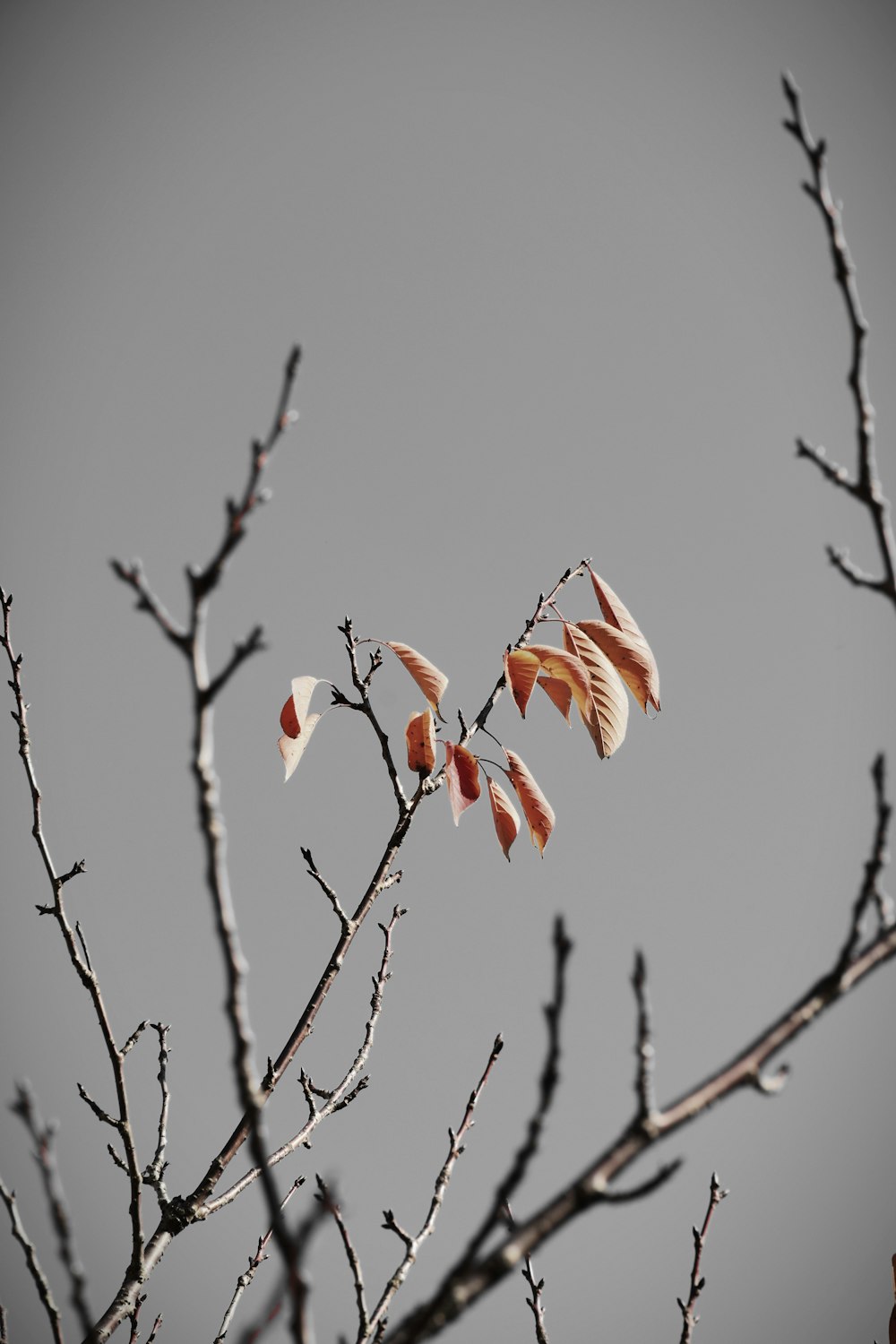 white and brown birds flying on the sky during daytime