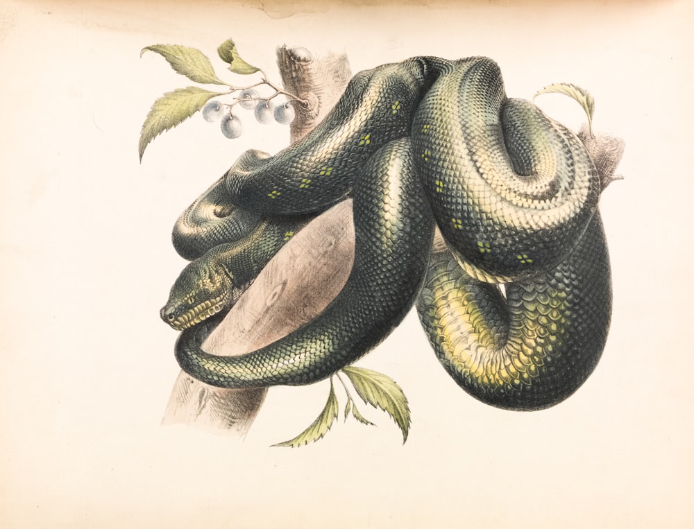 Ilustración de serpiente verde y negra