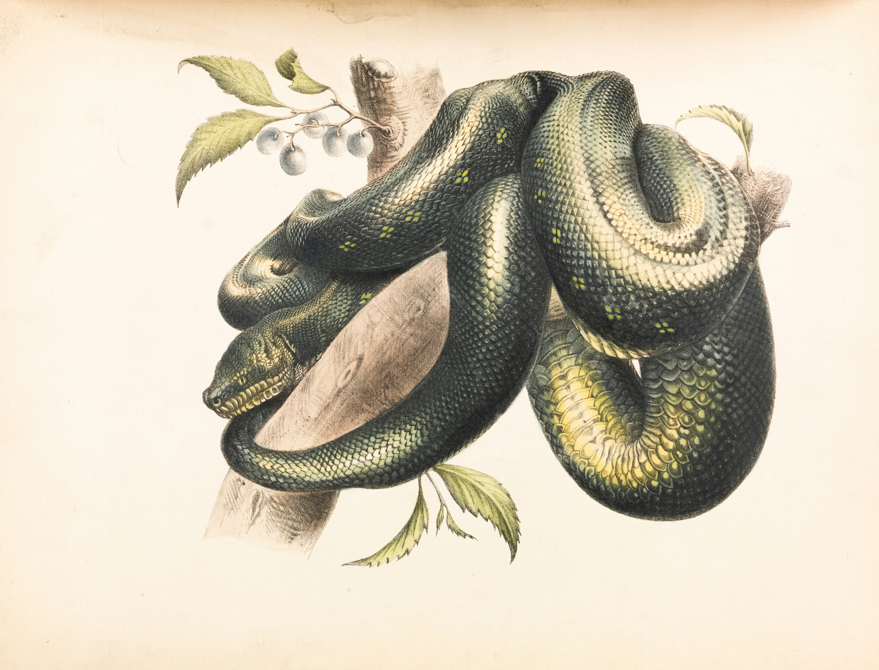Can Snakes Interbreed