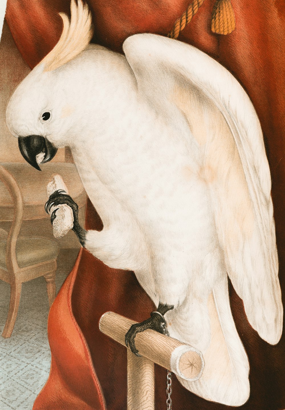 white bird on brown wooden table