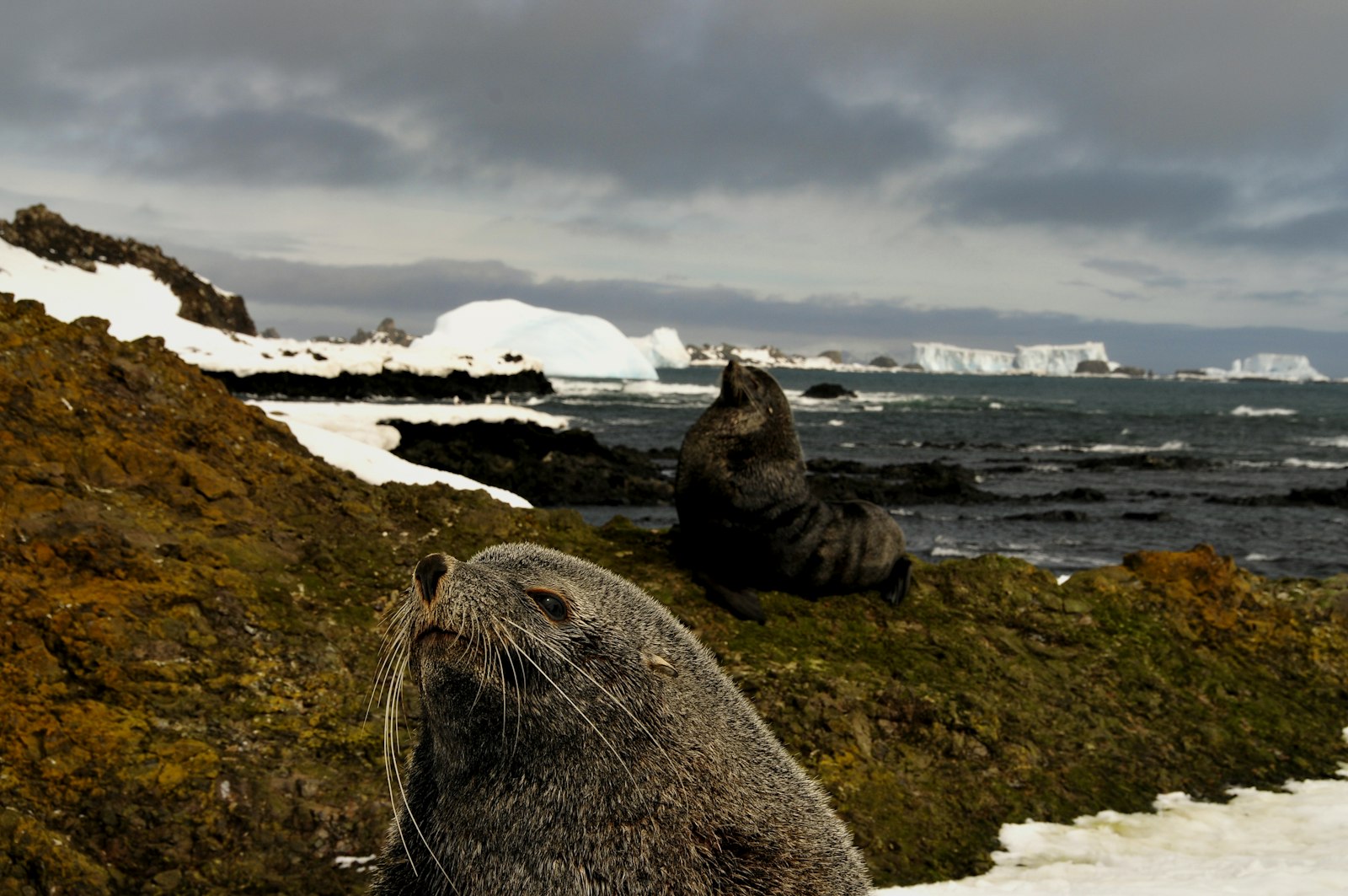 Nikon D300 + Nikon AF-S DX Nikkor 18-200mm F3.5-5.6G ED VR II sample photo. Sea lion on rock photography