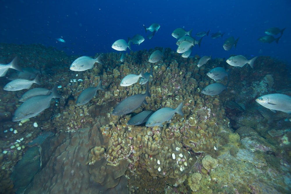 水中の魚の群れ