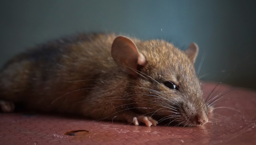 brown rodent on brown wooden surface