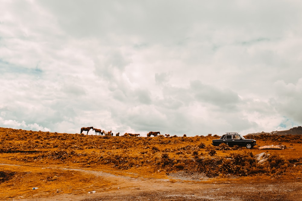 black suv on brown field under white clouds during daytime