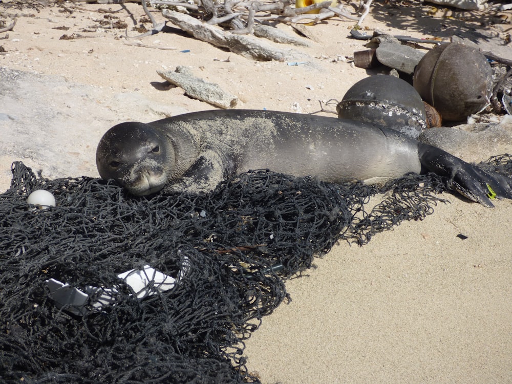 seal lying on sand during daytime