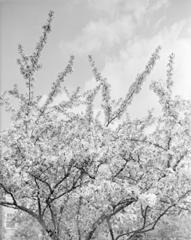 A serene plum tree in blossom beside a quiet meditation path at dawn.