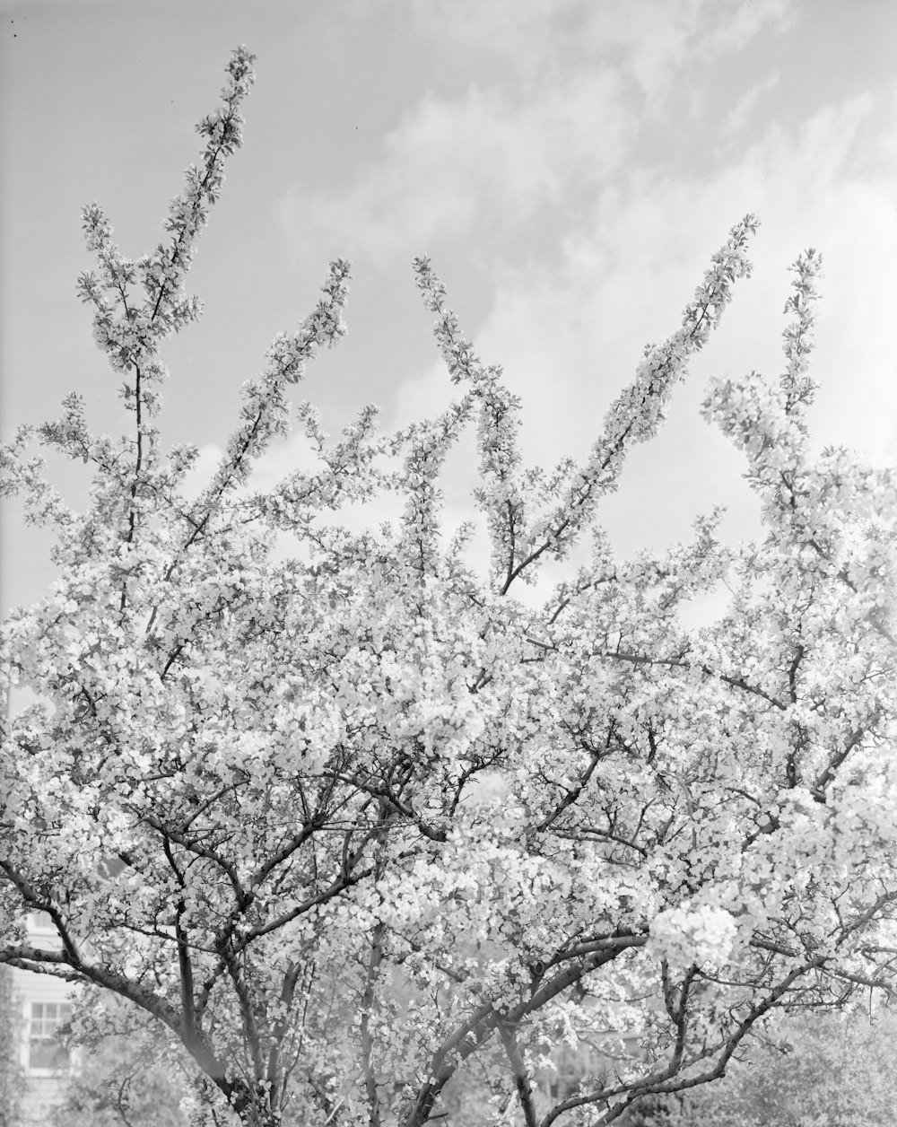 Foto en escala de grises de la flor de cerezo