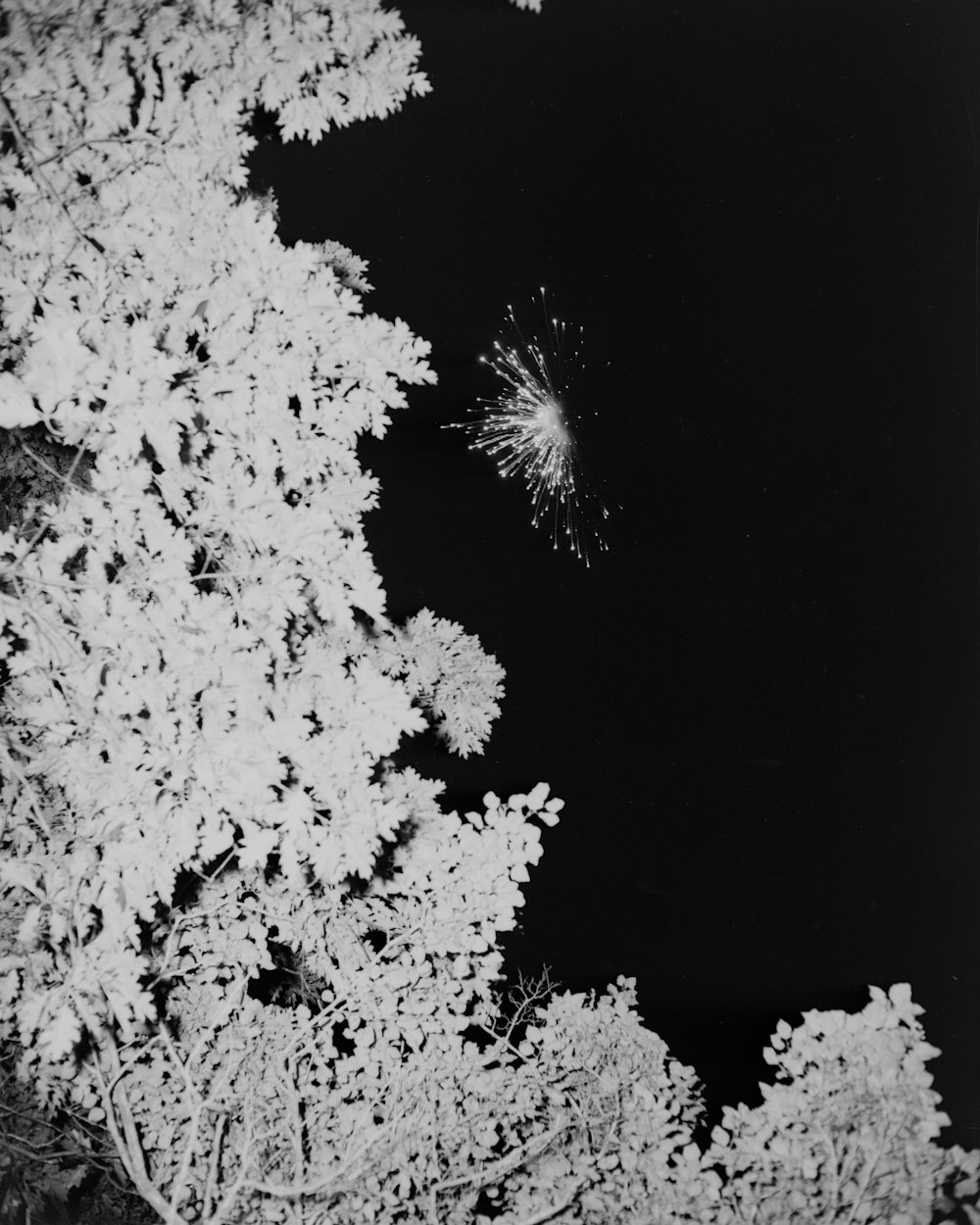 white and black tree illustration