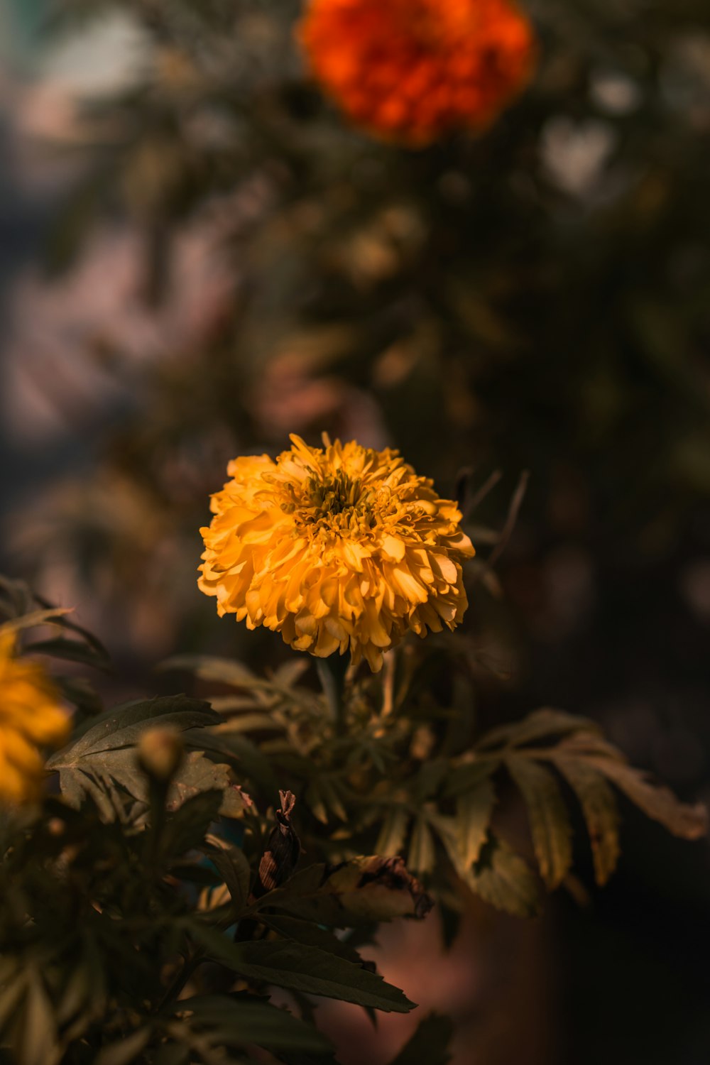 yellow flower in tilt shift lens