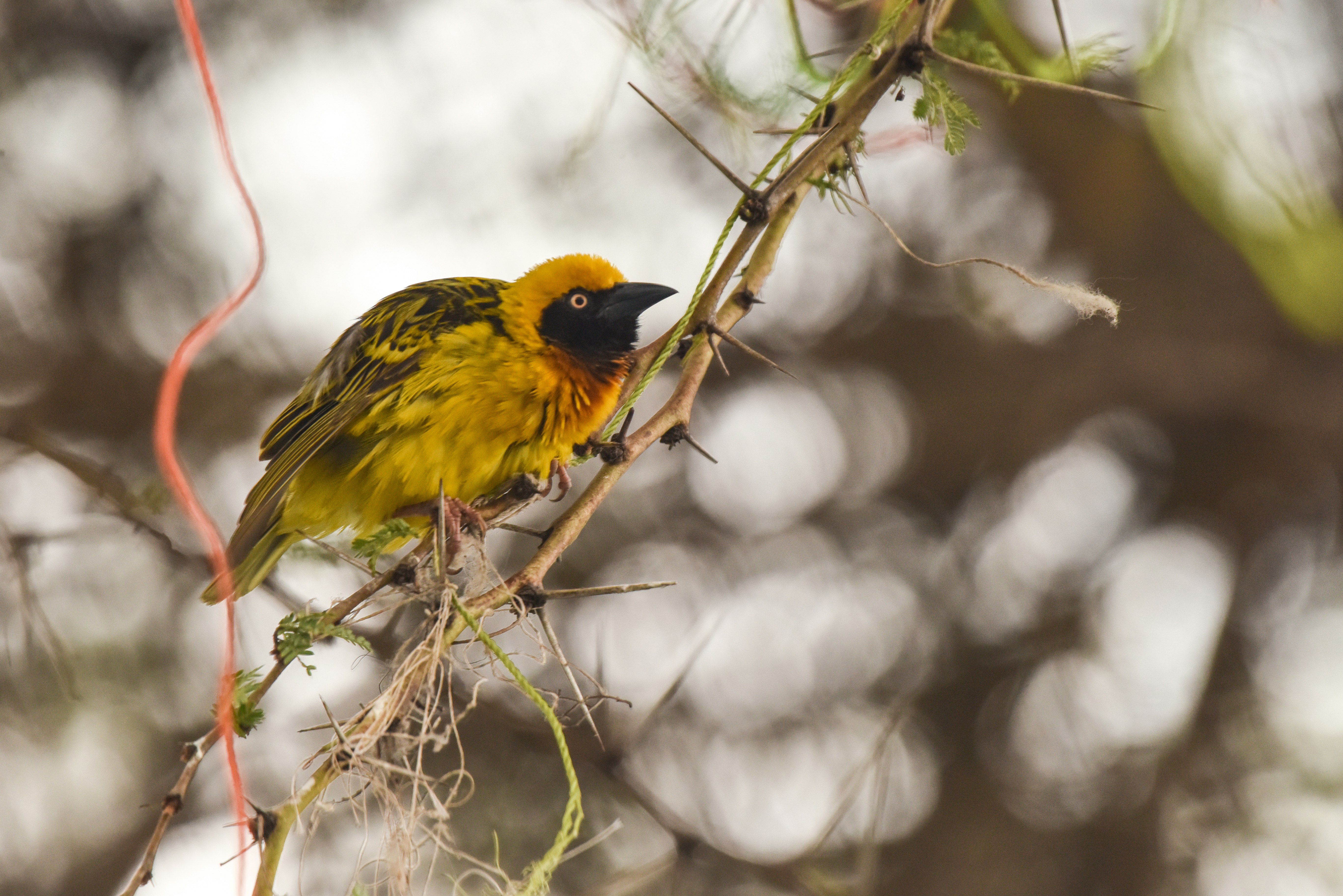 yellow and black bird on brown tree branch