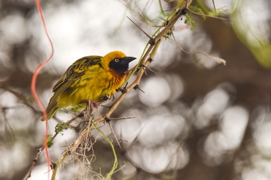 yellow and black bird on brown tree branch in Kolkata India