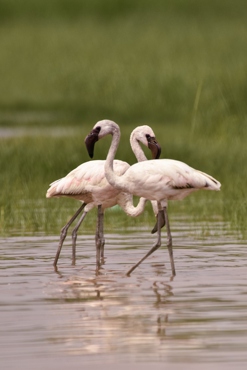 white flamingo on body of water during daytime