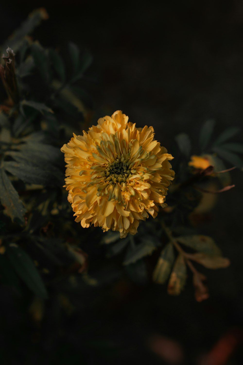 yellow flower in tilt shift lens