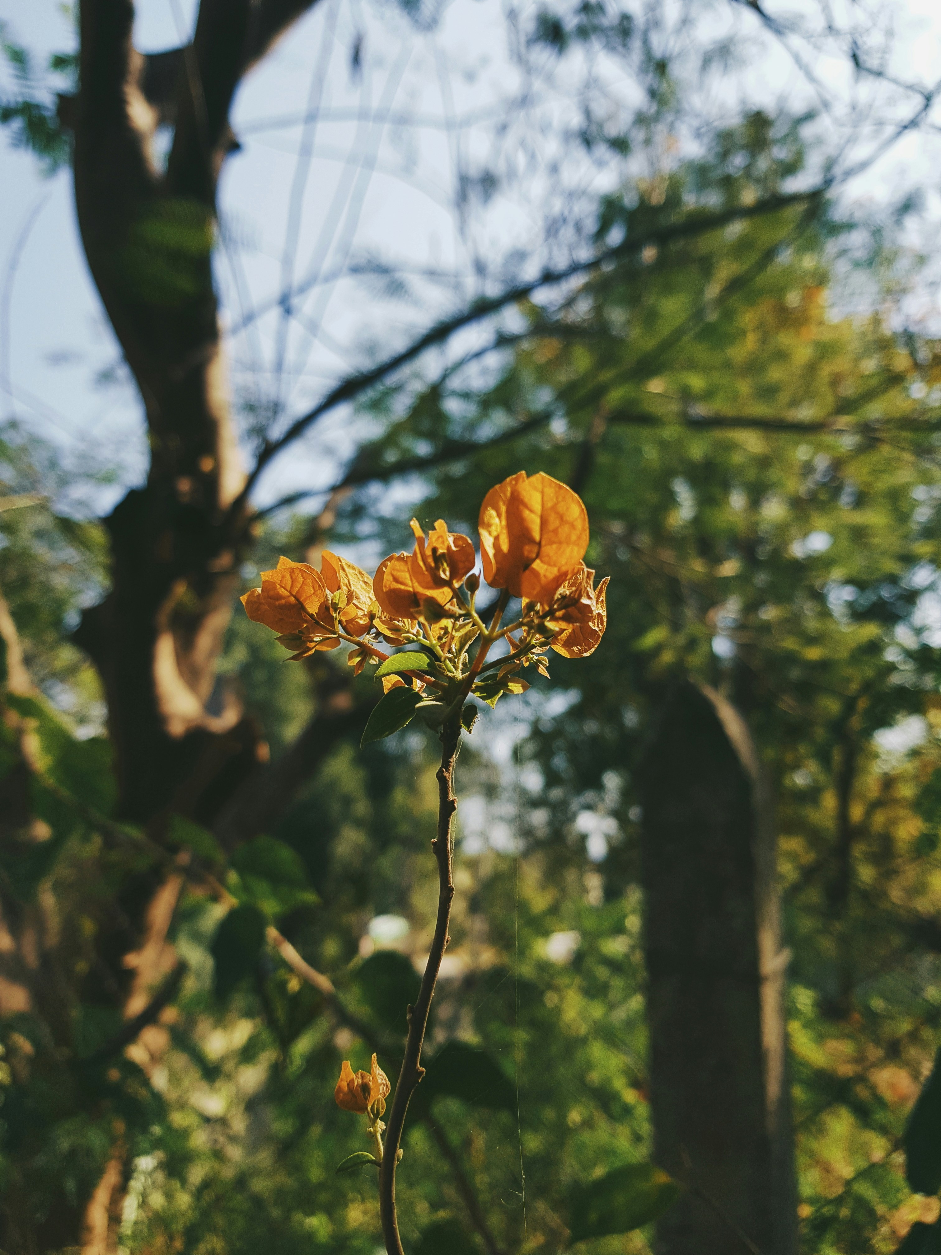 昼間の木の枝に黄色い花の写真 Unsplashで見つける工場の無料写真