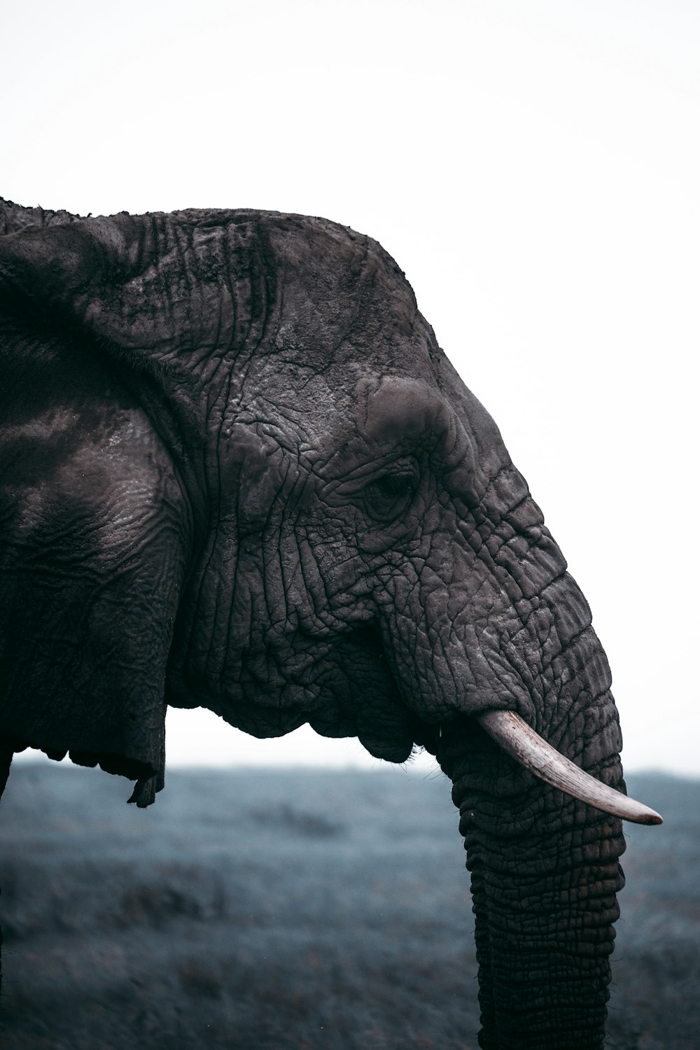 클로즈업 사진의 회색 코끼리
